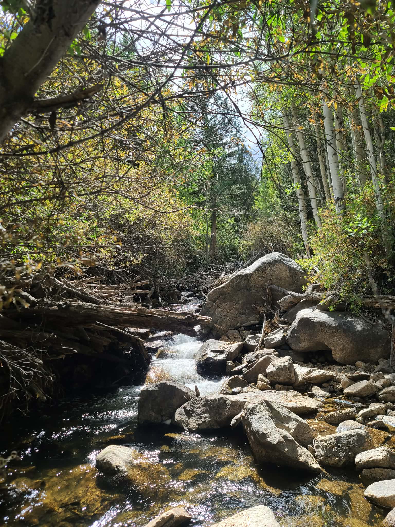 High alpine scenery along Cottonwood Pass near Buena Vista