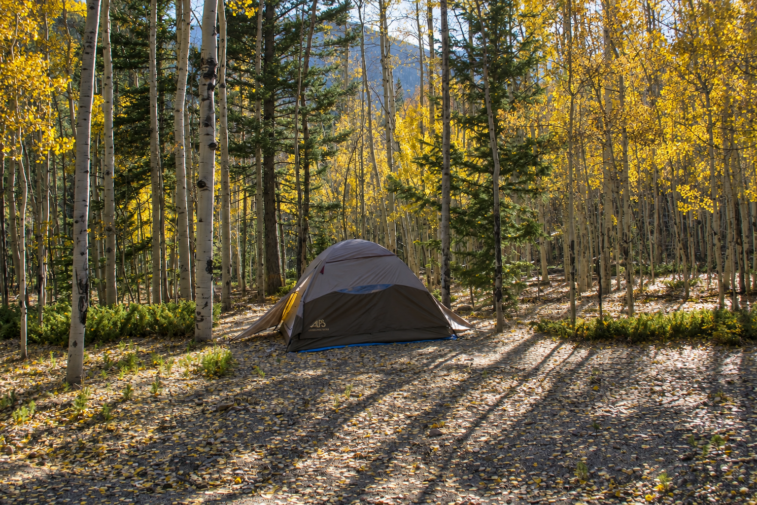 Tent campsite among aspens near Buena Vista, Colorado